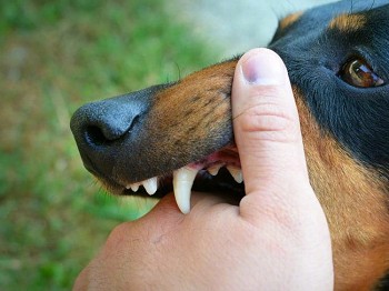 每年数千万人被恶犬咬伤狂犬病防治指南来了